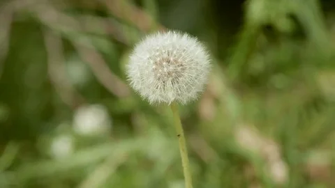 Dandelion flower in the park. Video stock 69184180