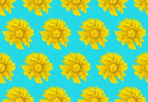 Dandelion flower pattern on blue background Stock Photos