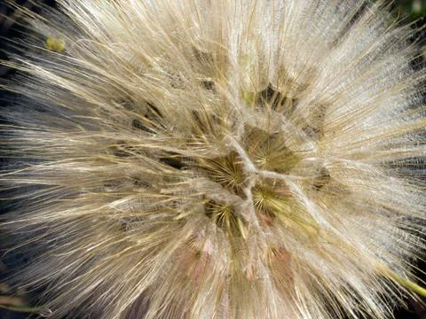 Dandelion flower Stock Photos