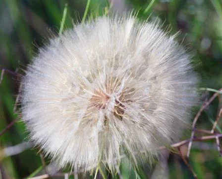 Dandelion flower Stock Photos