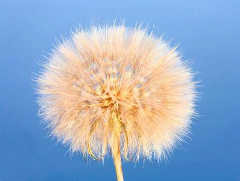 Dandelion flower Stock Photos