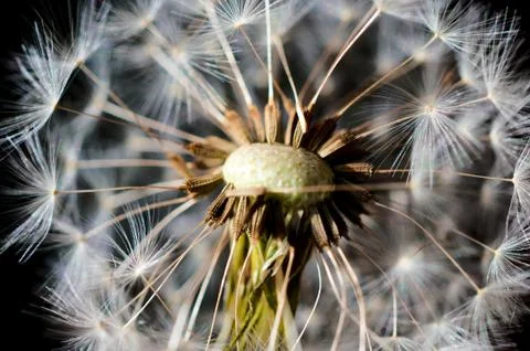 Dandelion flower Stock Photos