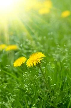 Dandelion flower Foto stock