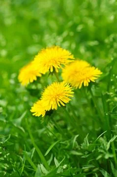 Dandelion flower Foto stock