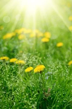 Dandelion flower Stock-Fotos