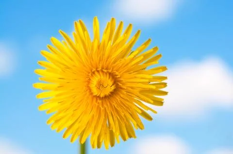 Dandelion flower Stock Photos