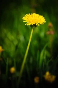 Dandelion flower Stock Photos