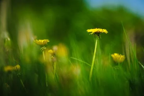 Dandelion flower Foto stock