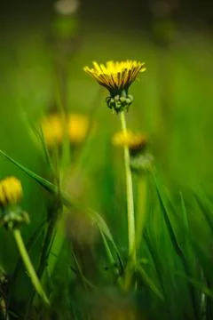 Dandelion flower Foto stock