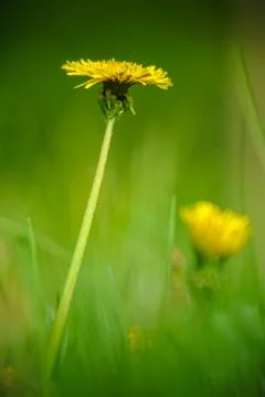 Dandelion flower Foto stock