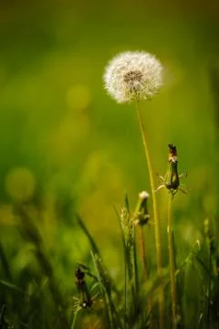 Dandelion flower Foto stock