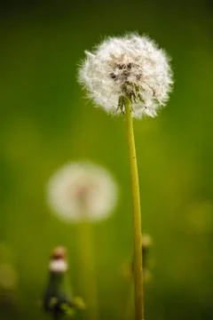 Dandelion flower Stock Photos