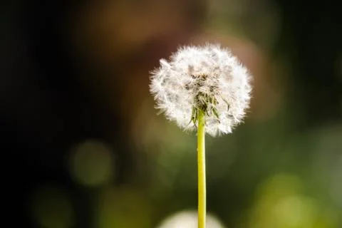 Dandelion flower Stock Photos