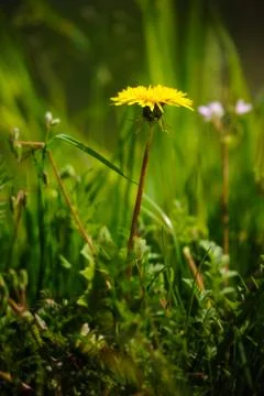 Dandelion flower Stock Photos