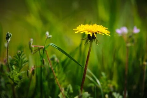 Dandelion flower Stock Photos