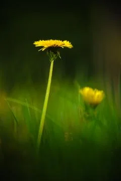 Dandelion flower Foto stock