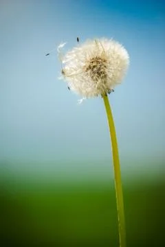 Dandelion flower Stock Photos