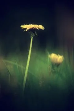 Dandelion flower Foto stock