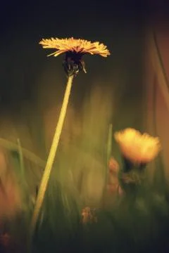 Dandelion flower Stock Photos