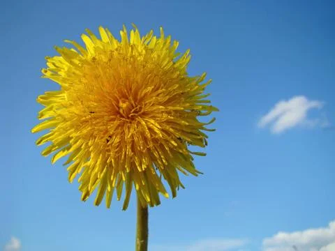 Dandelion flower Foto stock