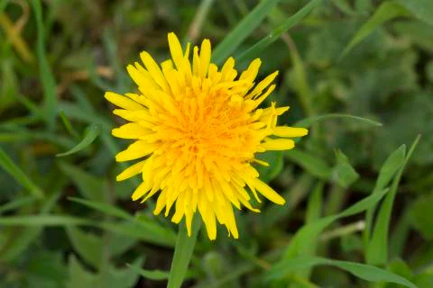 Dandelion flower Stock Photos