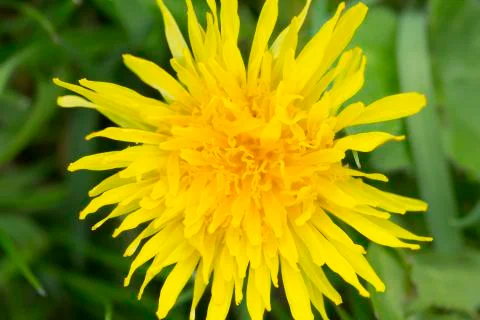 Dandelion flower Stock Photos