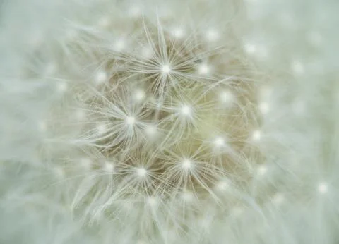 Dandelion flower Stock Photos
