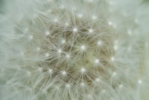 Dandelion flower Foto stock