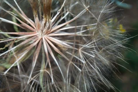 Dandelion flower Stock Photos