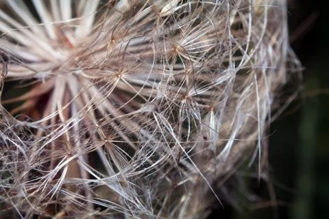 Dandelion flower Foto stock