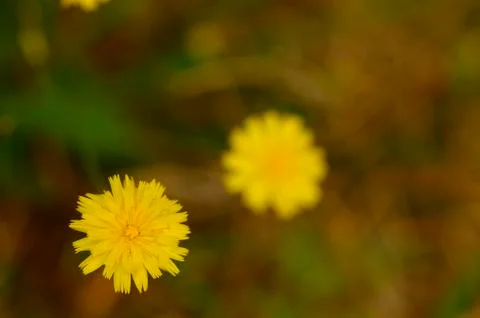 Dandelion flower Stock Photos