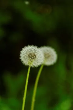 Dandelion flower Stock Photos