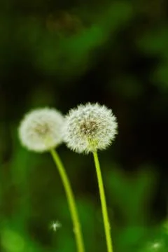 Dandelion flower Stock Photos