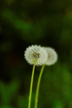 Dandelion flower Stock Photos