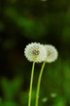 Dandelion flower Stock Photos