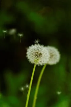 Dandelion flower Stock Photos