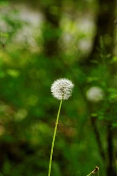 Dandelion flower Stock Photos