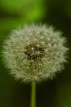 Dandelion flower Stock Photos