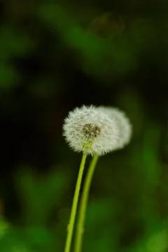 Dandelion flower Stock Photos