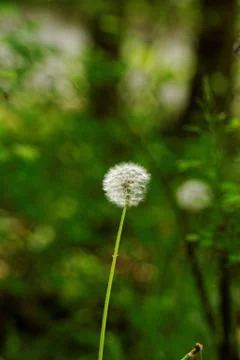 Dandelion flower Stock Photos
