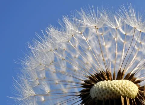 Dandelion flower Stock Photos