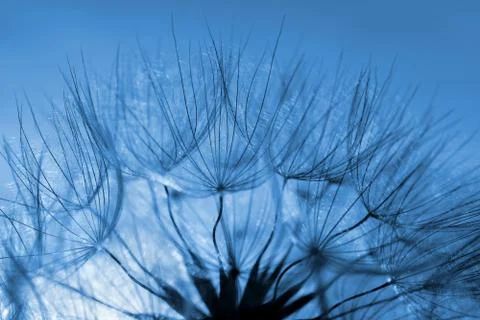 Dandelion flower. Stock Photos