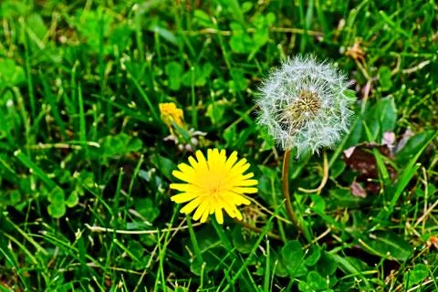 Dandelion flower Stock Photos