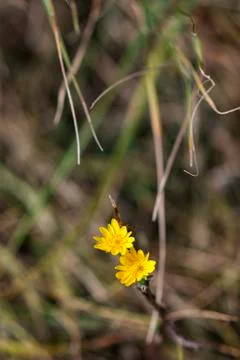 Dandelion flower Stock Photos