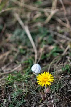 Dandelion flower Stock Photos