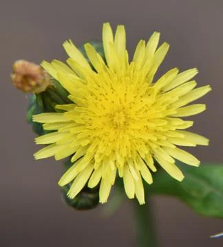 Dandelion flower Stock Photos