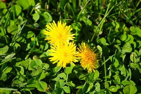 Dandelion flower Stock Photos