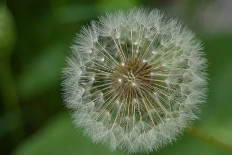 Dandelion Flower Stock Photos
