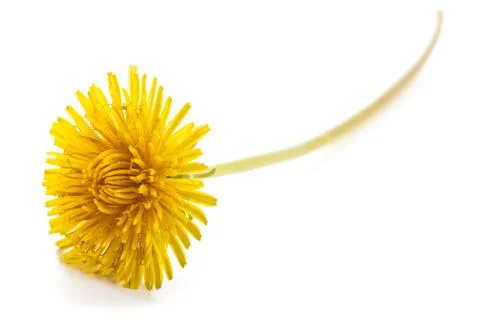 Dandelion flower Stock Photos