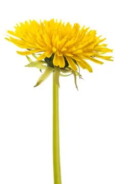Dandelion flower Stock Photos